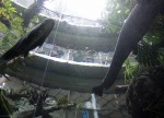 Beneath the Steinhart Aquarium